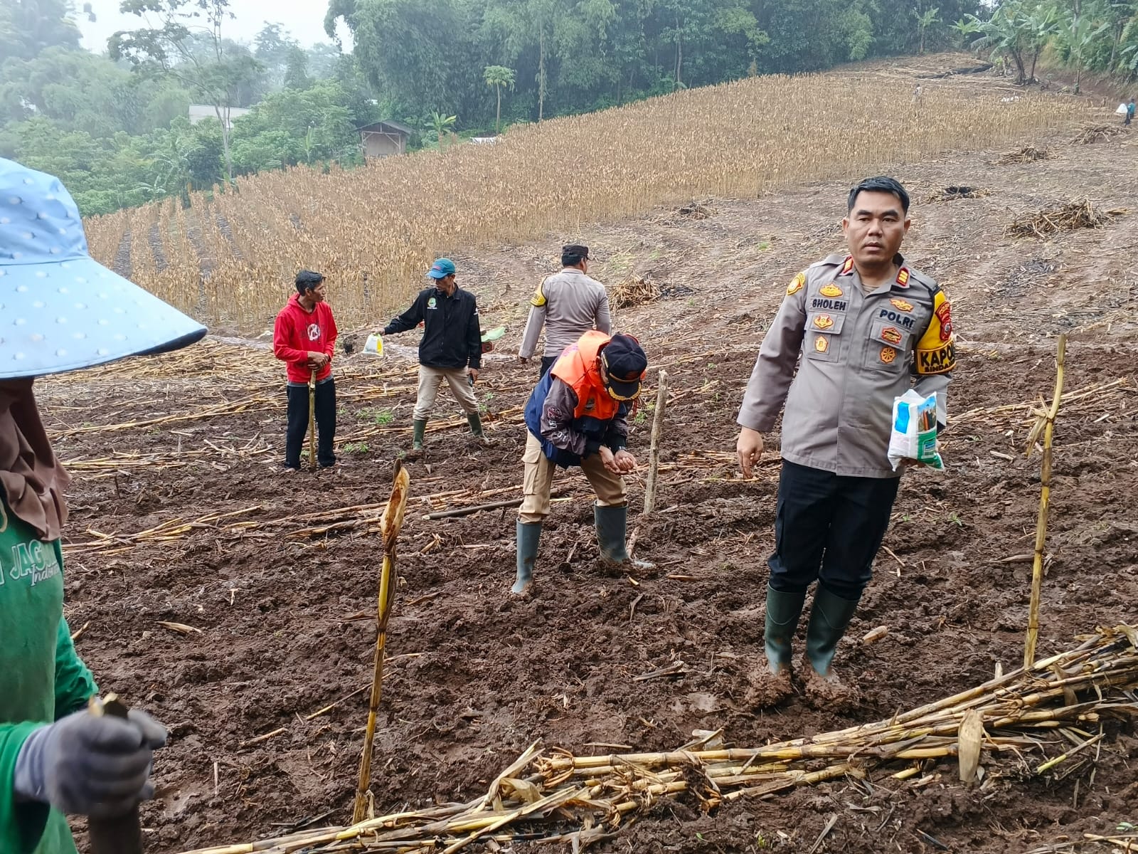 Penanaman Jagung Serentak 750 Hektare Polda Jabar, Polsek Sindangkerta di Desa Neglasari