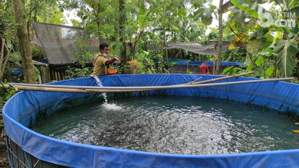 Budidaya Ikan Lele, Ubah Lahan Rumah Menjadi Sumber Protein untuk Pencegahan Stunting