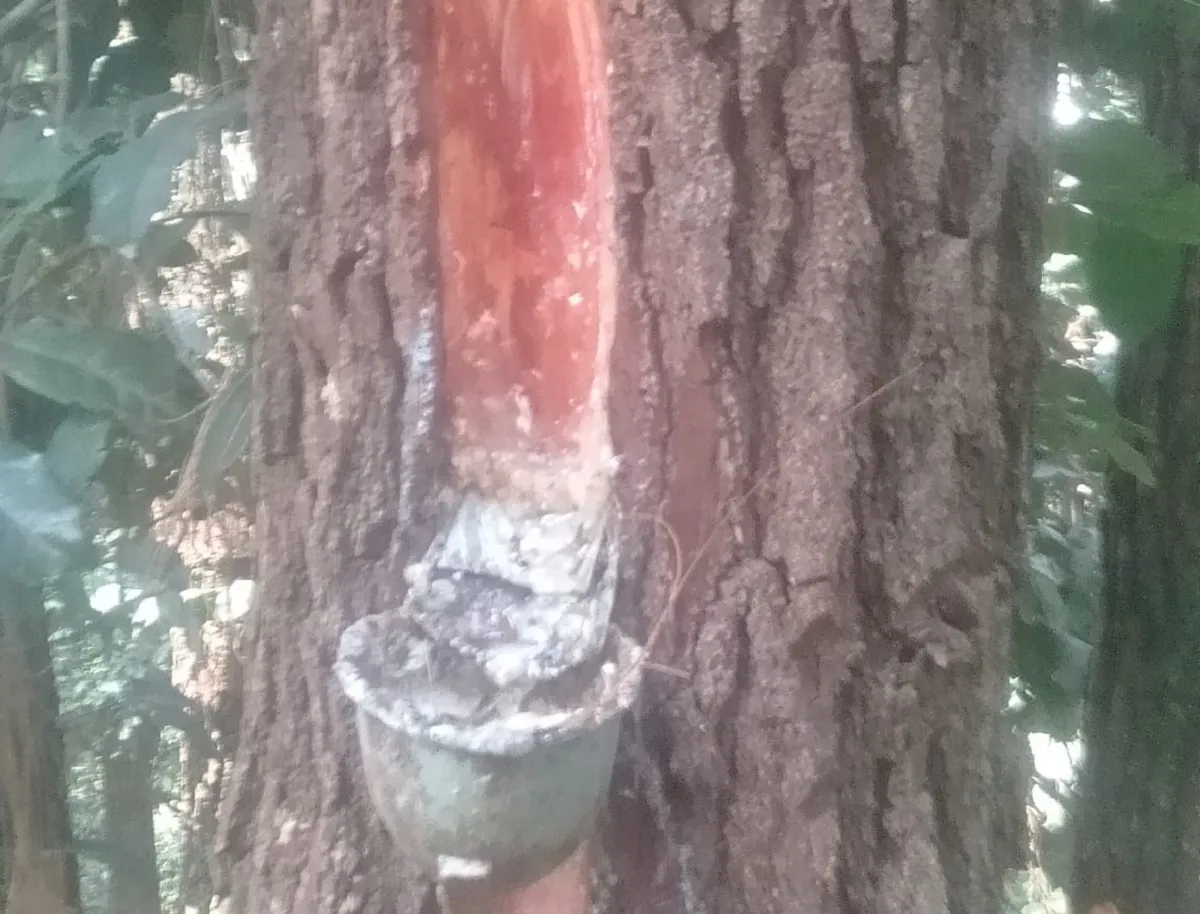 Polemik Penyadapan Getah Pinus di TNGC, Dugaan Gratifikasi dan Aliran Dana Disorot